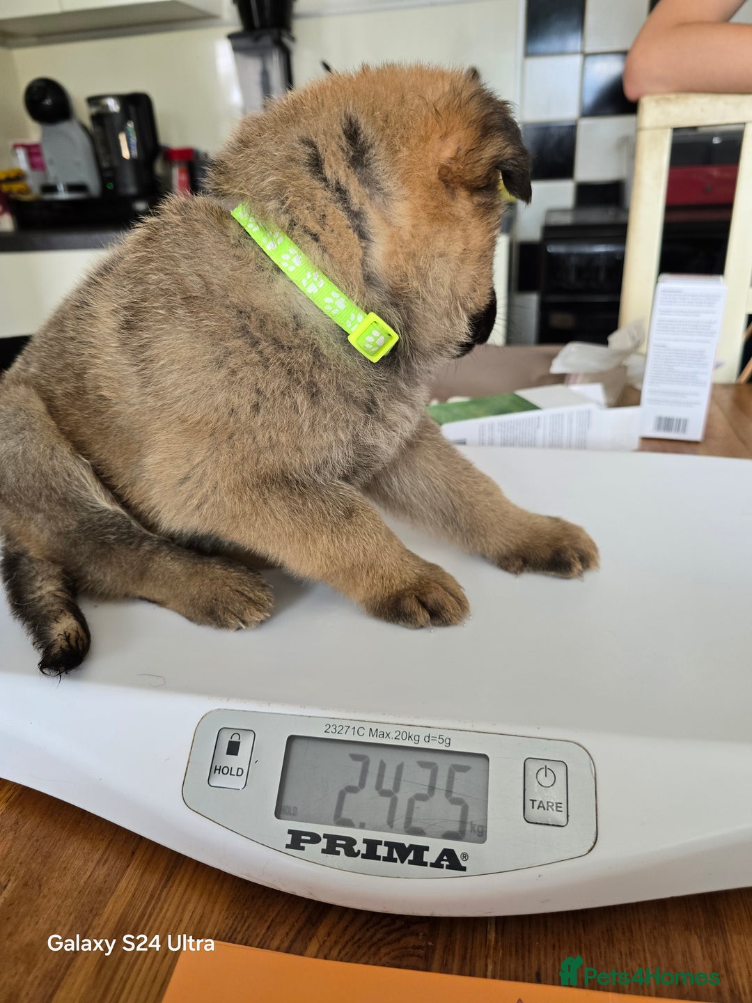 German Shepherd dogs for sale: German Shepard KC Reg Puppies in Scunthorpe - Image 40