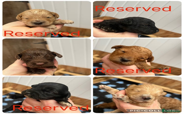 Cockapoo dogs - Advert 2