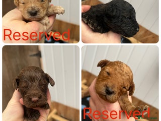 Cockapoo dogs - Advert 11