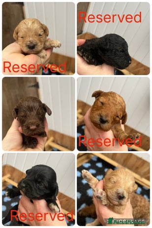 Cockapoo dogs - Advert 35