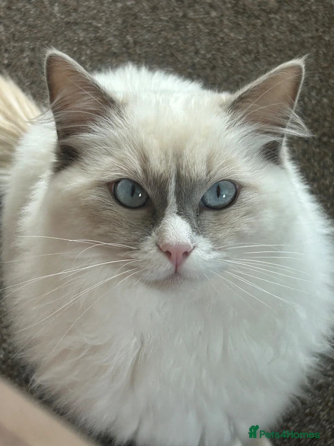 Ragdoll cats for sale: Ragdoll kitten  - Advert 2