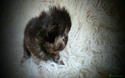 Persian cats for sale: Beautiful and Rare Purebred Persian Kittens - Image 3