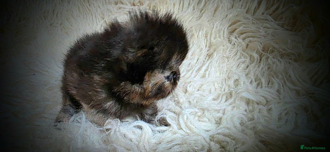 Persian cats for sale: Beautiful and Rare Purebred Persian Kittens - Image 3