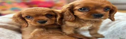 Cavalier King Charles Spaniel dogs for sale: Cavalier King Charles  - Advert 20