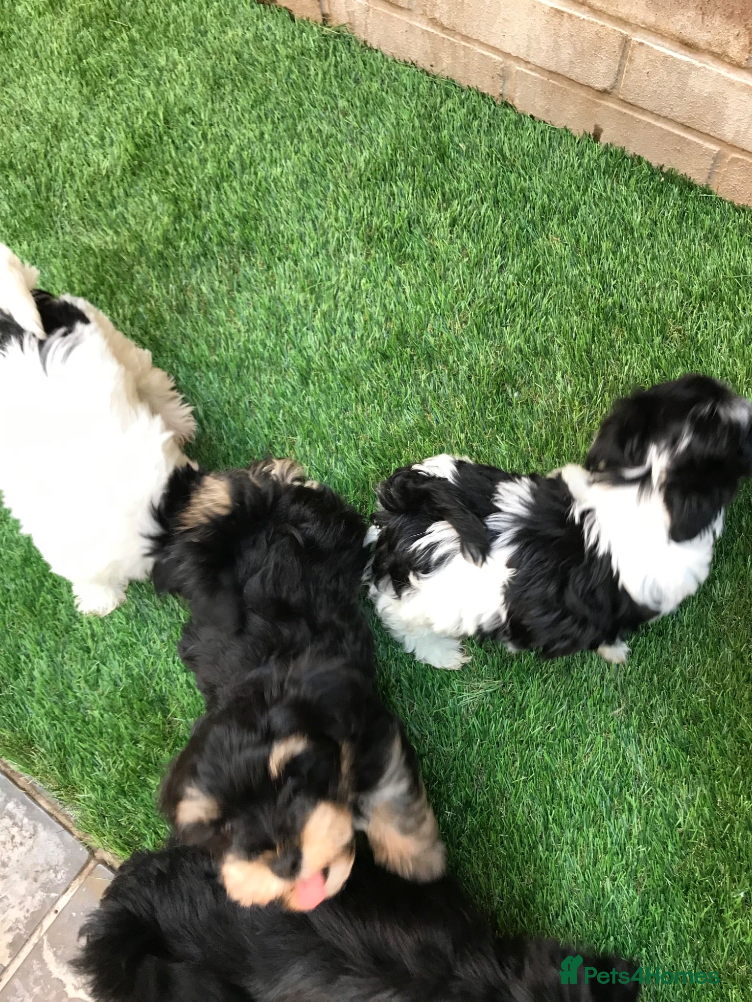 Havanese dogs Stunning Havanese puppies  - Advert 10