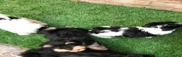 Havanese dogs for sale: Stunning Havanese puppies  in Bournemouth - Advert 1