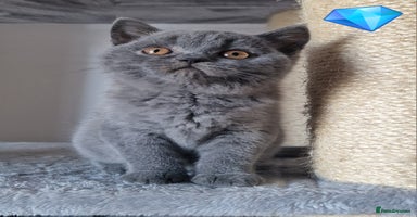 British Shorthair cats - Advert 1