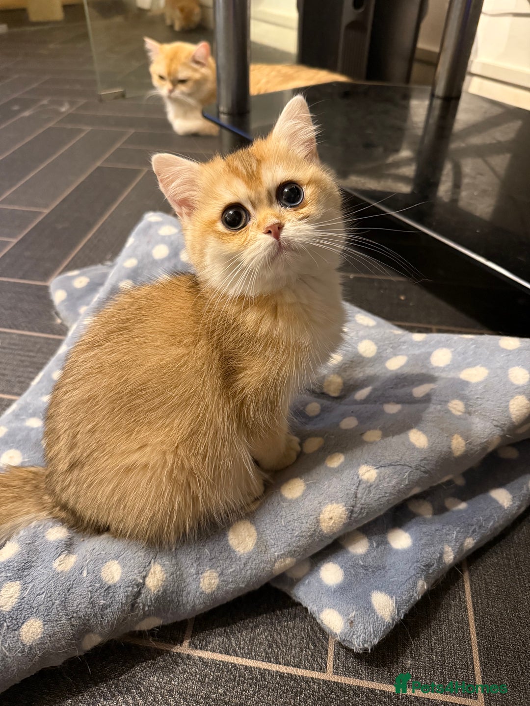 British Shorthair cats for sale: GCCF reg BSH Last Chocolate Golden Odd Eyes Female - Image 1