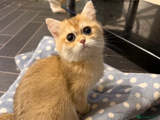 British Shorthair cats - Advert 21