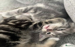 Mixed Breed cats for sale: 3 beautiful kittens looking for their forever home - Image 17