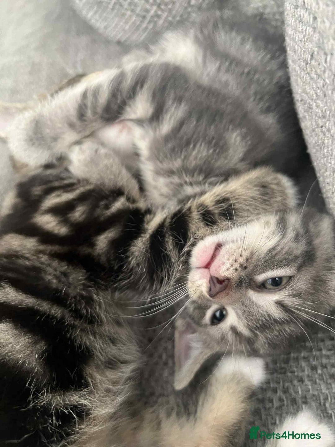 Mixed Breed cats for sale: 3 beautiful kittens looking for their forever home - Image 17