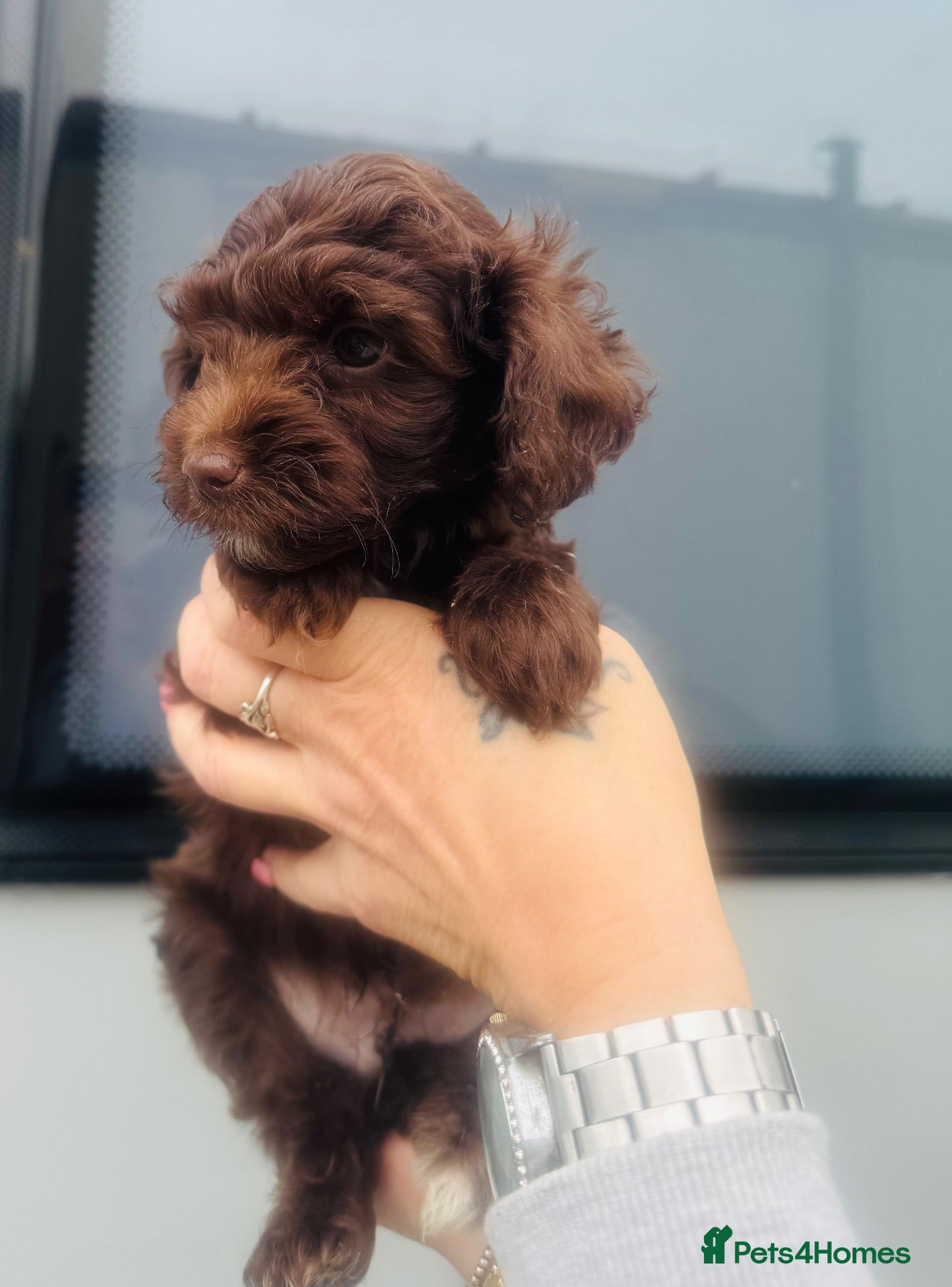 Mixed Breed dogs Powderpuff poos  - Advert 1
