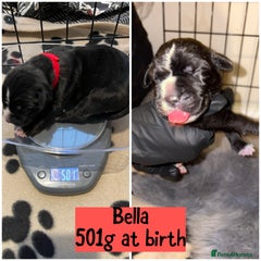 Cane Corso Puppy 10