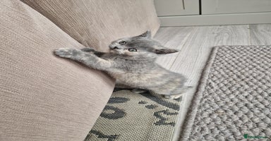 British Shorthair cats in Blackburn - Advert 5
