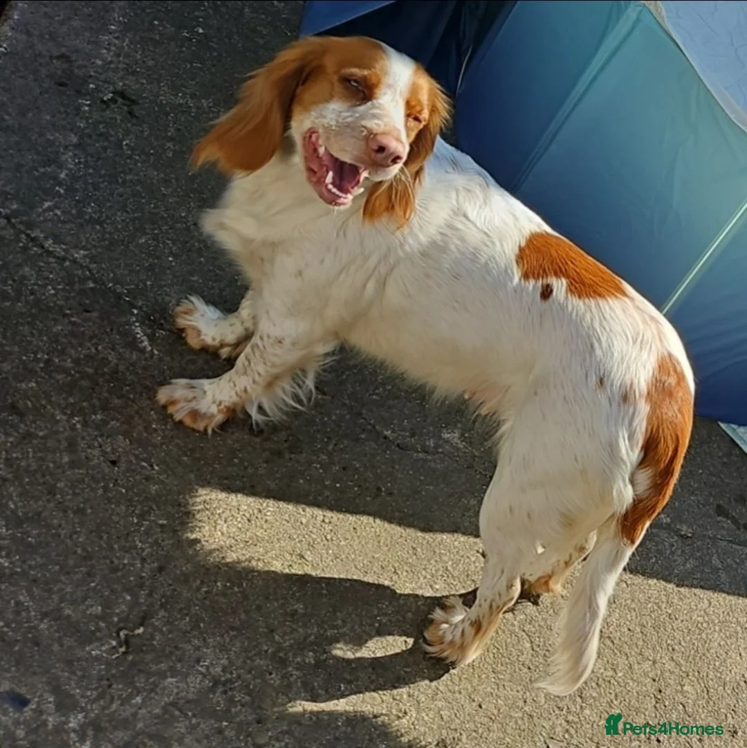 Sprocker dogs for sale: Cocker spaniel puppies due - Advert 1