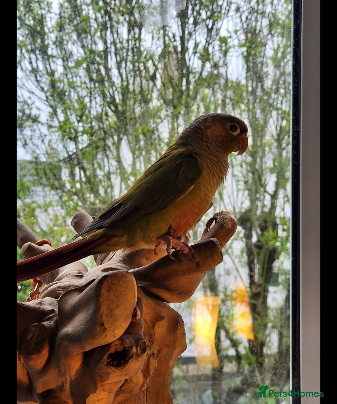 Conures birds for sale: Cinnamon and mooncheek conure - Image 5