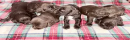 Cocker Spaniel dogs for sale: Kc registered working cocker puppies  - Advert 11