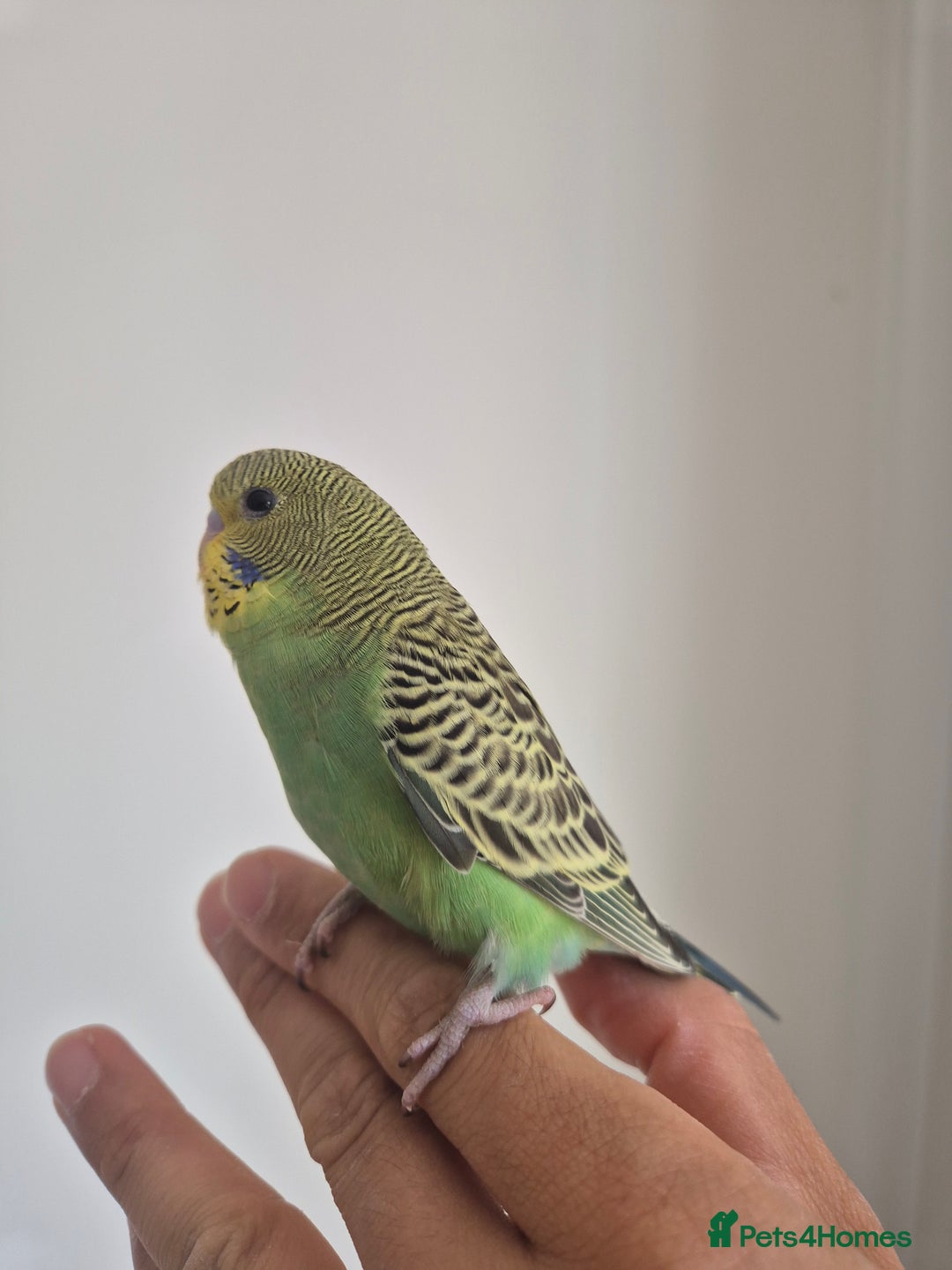 Budgerigars birds for sale: Tamed baby Budgie  - Image 2