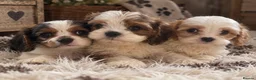 Cavapoochon dogs for sale: Ready to leave now extensively health tested 💙 - Advert 3