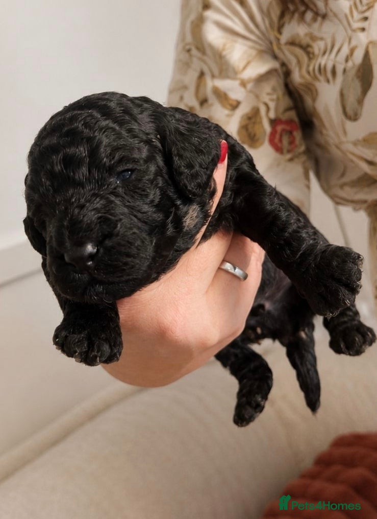 Miniature Poodle Puppy 4