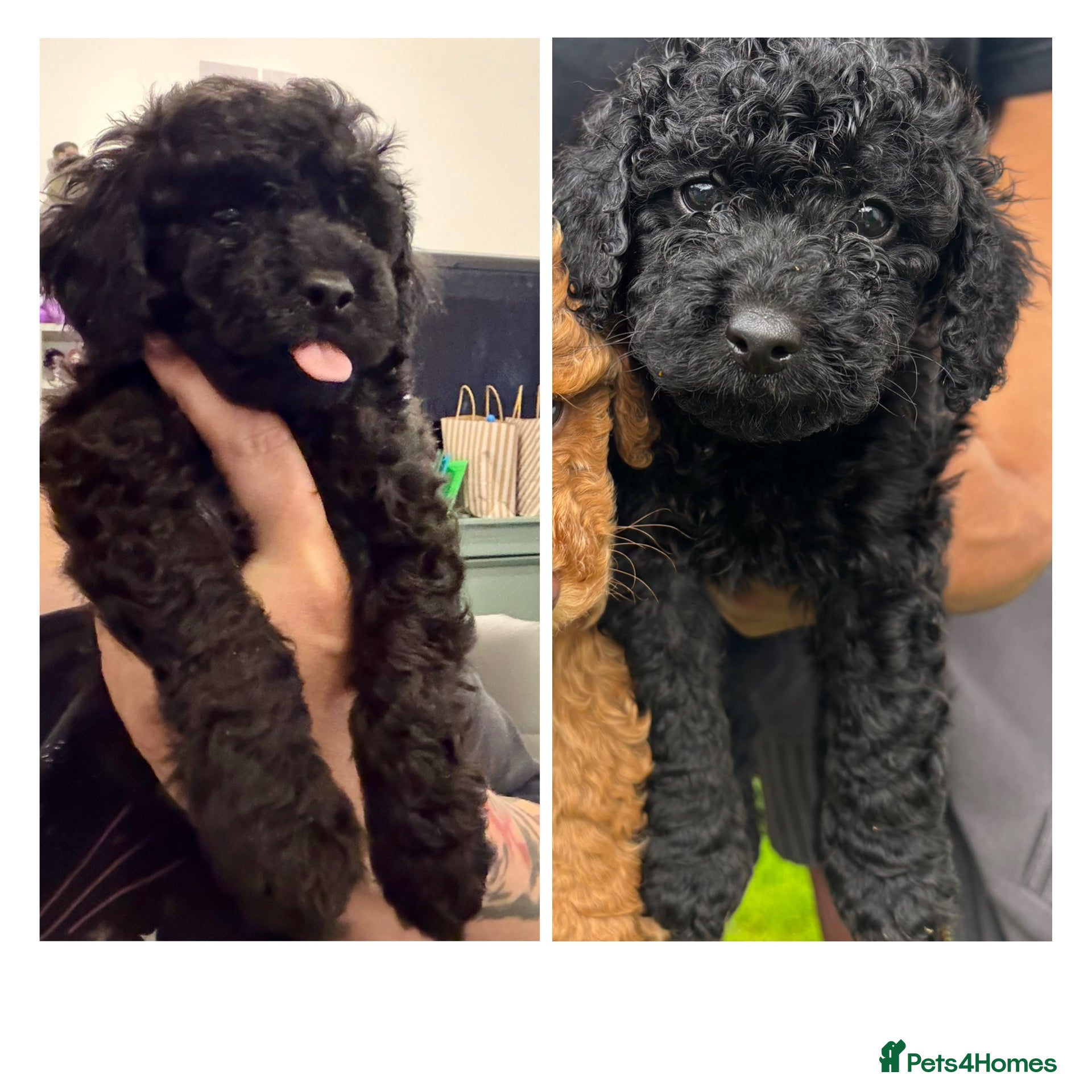 Cockapoo dogs Beautiful mid sized F1b Cockapoos - Advert 4