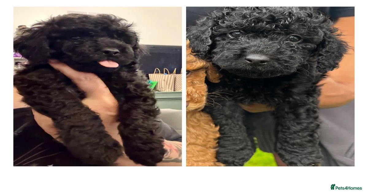 Cockapoo Puppies for sale in Manchester, Greater Manchester | Pets4Homes