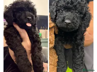 Cockapoo dogs Beautiful mid sized F1b Cockapoos - Advert 4