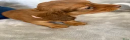 Miniature Dachshund dogs for sale: Long haired mini dapple dachshund pups - Advert 13