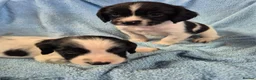 English Springer Spaniel dogs for sale: Springer Spaniel Puppies  - Advert 18