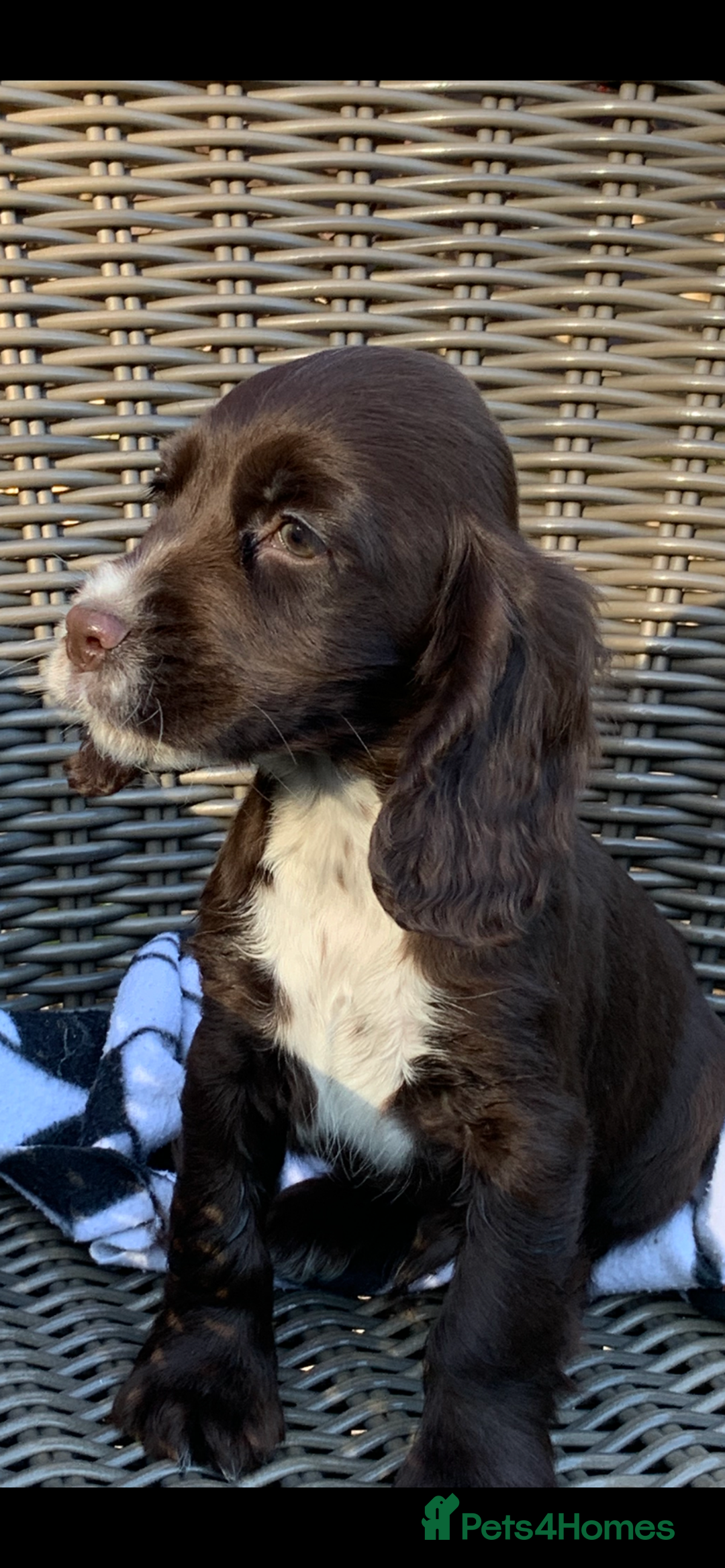 Cocker Spaniel dogs for sale: Beautiful Kc cocker spaniel  boys and girls  - Image 9