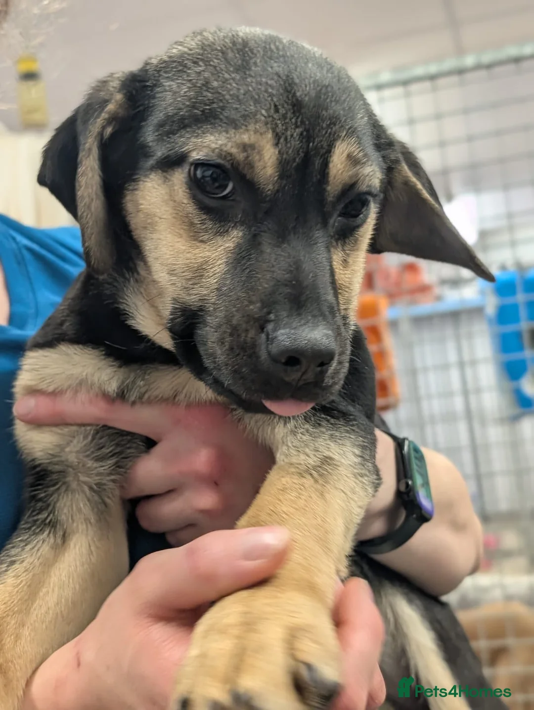 Mixed Breed dogs for adoption: Pansy - In Aye Looking for a Home  - Advert 4