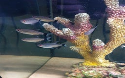 Gouramis fish for sale: Gourami and red eyed tetras - Advert 2