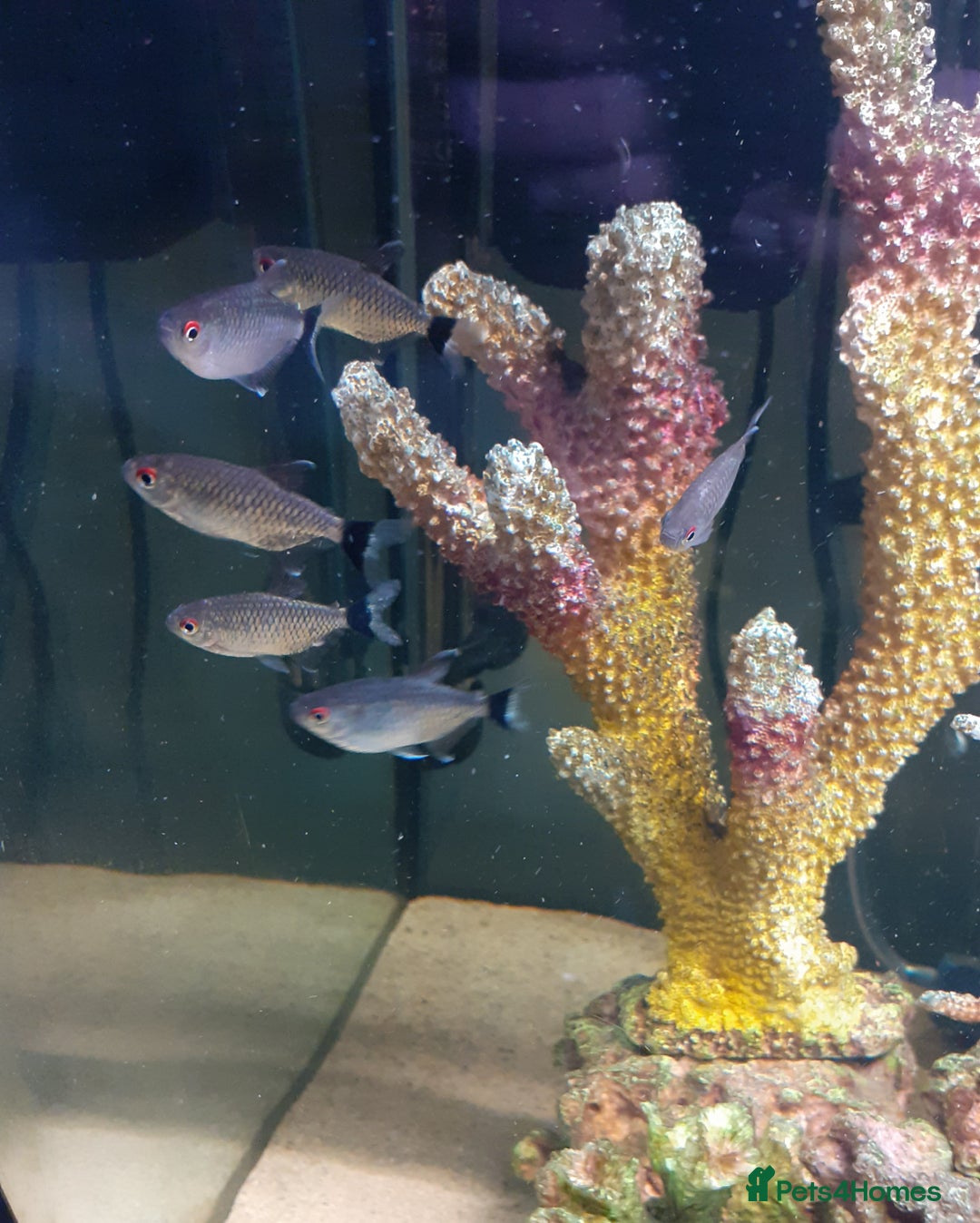 Gouramis fish for sale: Gourami and red eyed tetras - Advert 2
