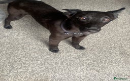 Lurcher dogs for sale: Mali x greyhound  - Image 1