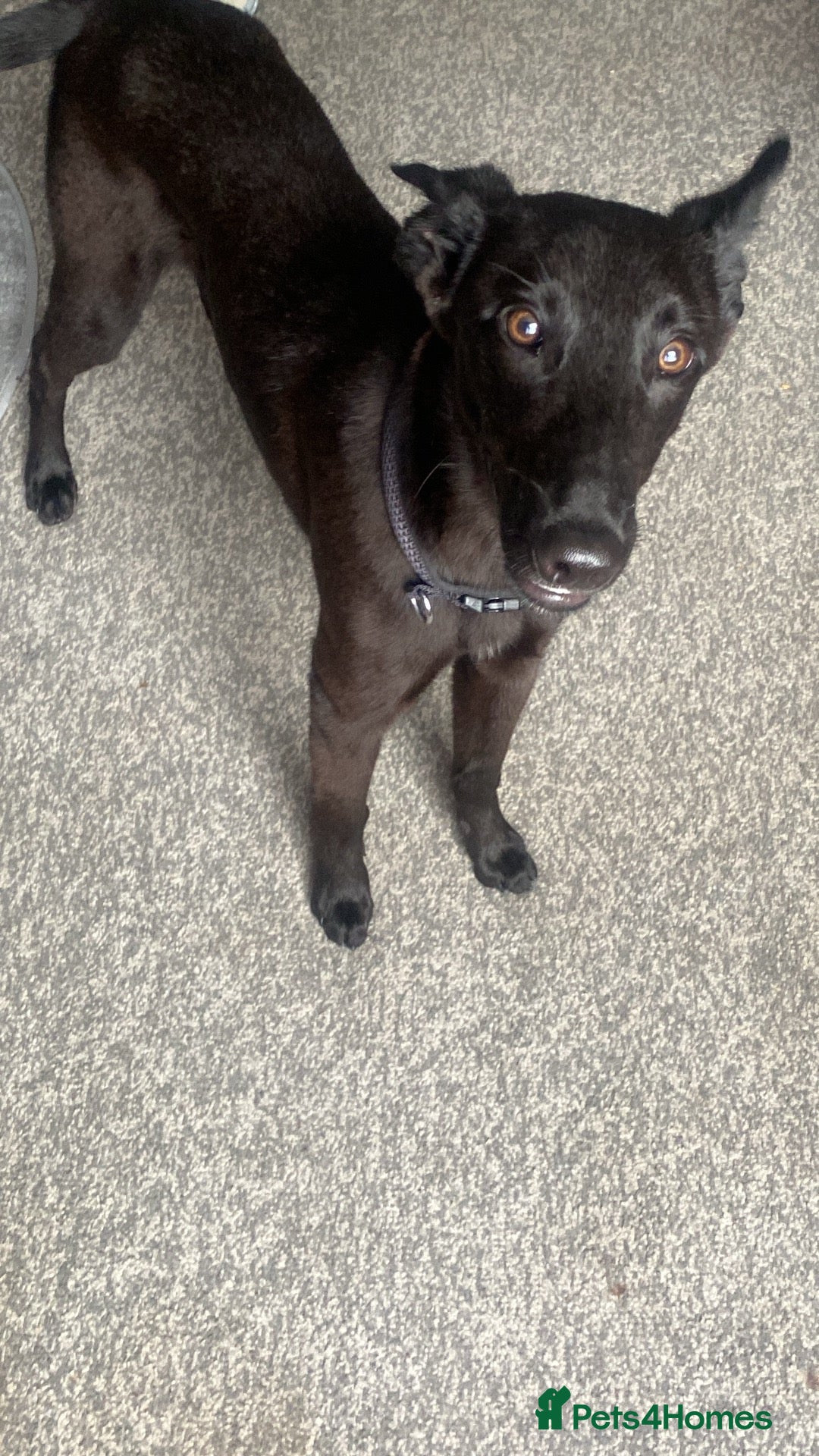 Lurcher dogs for sale: Mali x greyhound  - Image 1