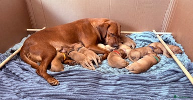 Labrador Retriever dogs - Advert 3