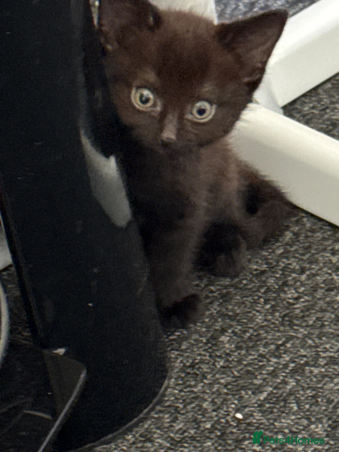 Havana Brown cats for sale: Kittens  - Advert 6