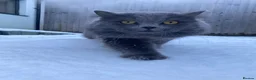 British Shorthair cats for sale: Beautiful British blues  - Advert 13