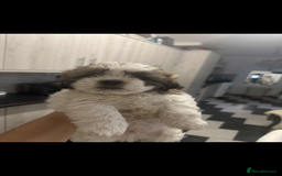 Shih Tzu dogs for sale: Shih Tzu puppies - Image 3