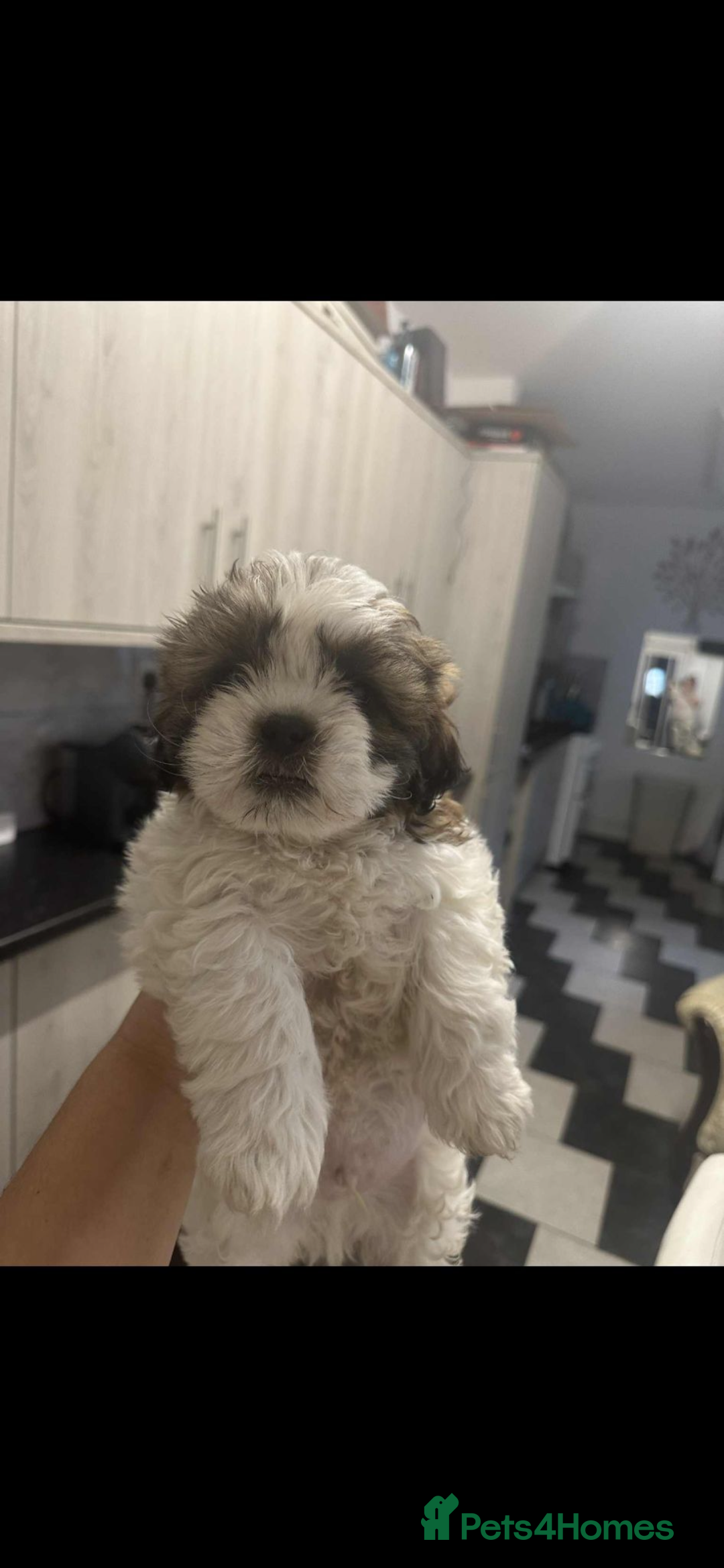 Shih Tzu dogs for sale: Shih Tzu puppies - Image 3