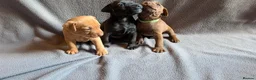 Patterdale Terrier dogs for sale: Smooth coat Patterdale Terrier Puppies - Advert 3