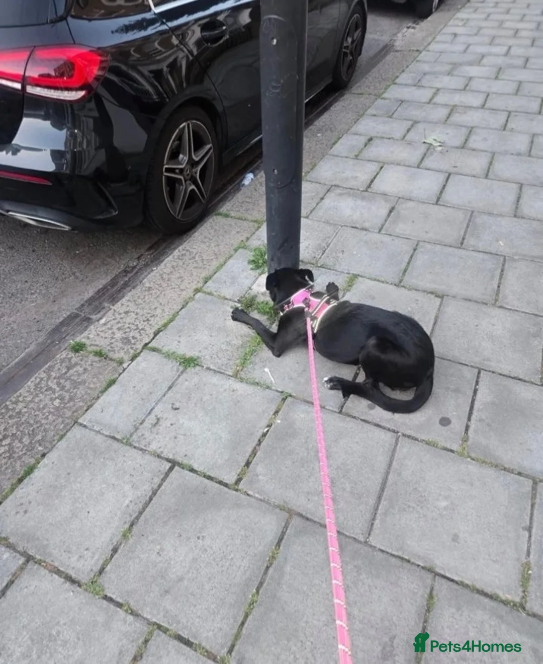 Mixed Breed dogs for sale: For sale beautiful girl socks - Advert 2