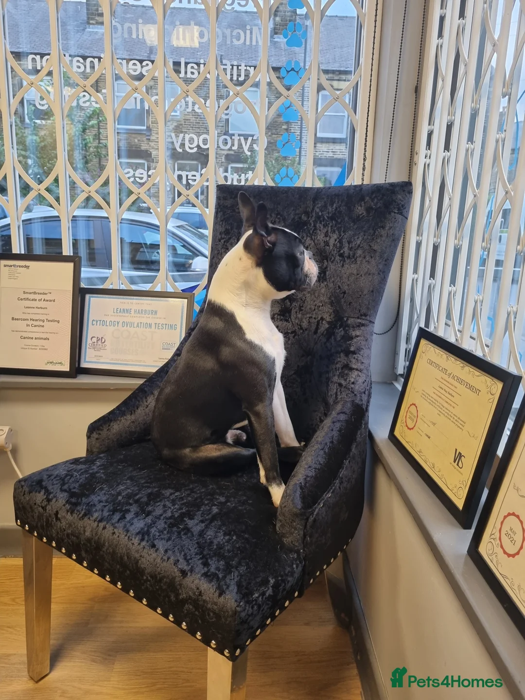 Boston Terrier dogs for stud: KC WILDAX, SKIN DEEP CHAMP LINE STUD in Leeds - Advert 6