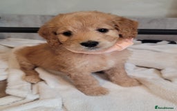 Cockapoo dogs for sale: Adorable Cockerpoo Puppies - Image 22