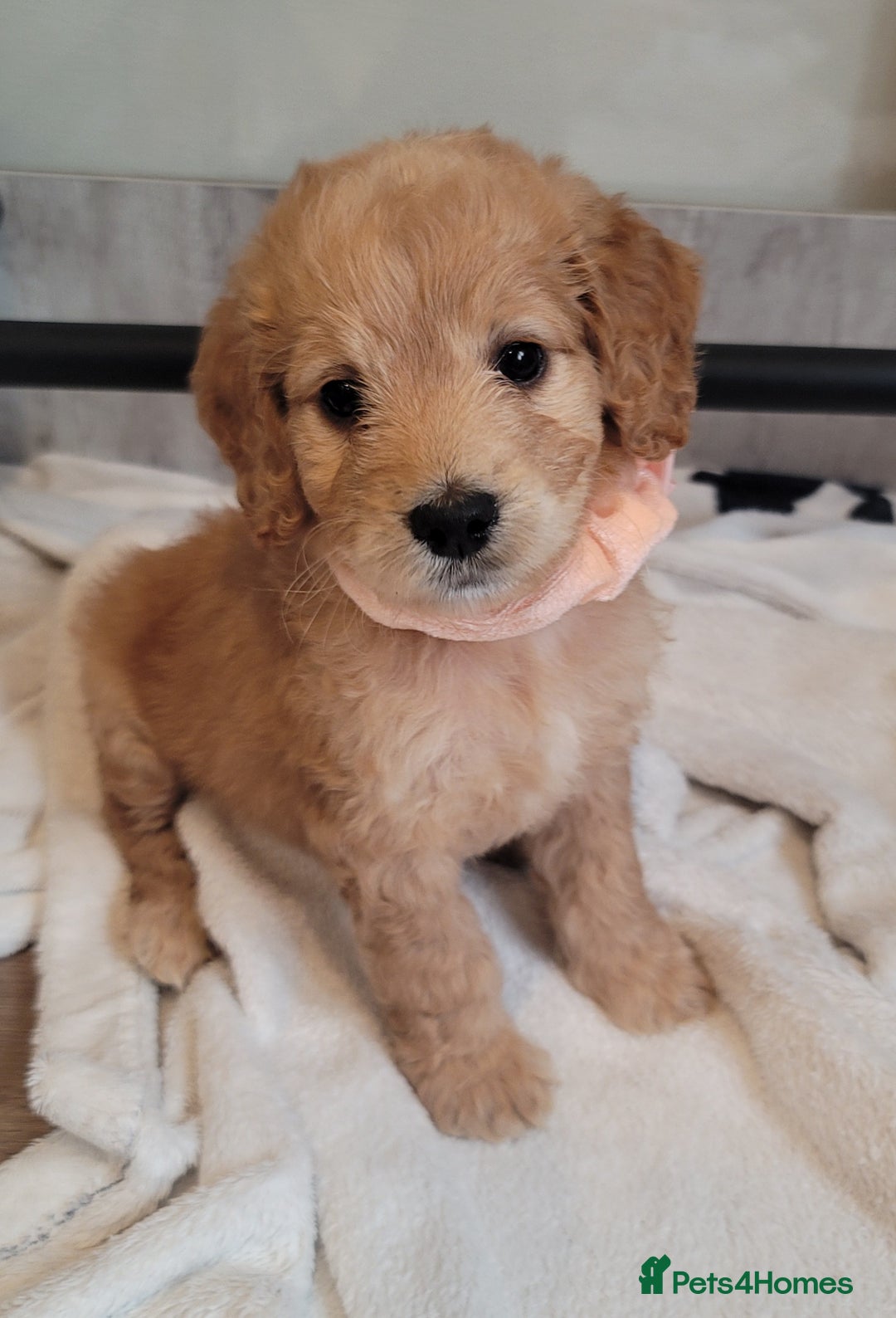 Cockapoo dogs for sale: Adorable Cockerpoo Puppies - Image 22
