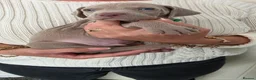 Weimaraner dogs for sale: Champion bloodline silver weimaraner puppies  - Advert 6