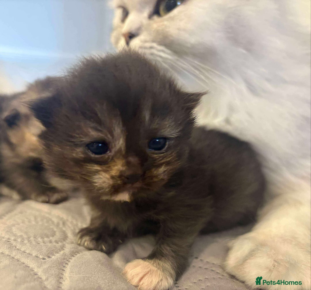 Persian cats for sale: Stunning litter of five female Perdolls - Advert 5