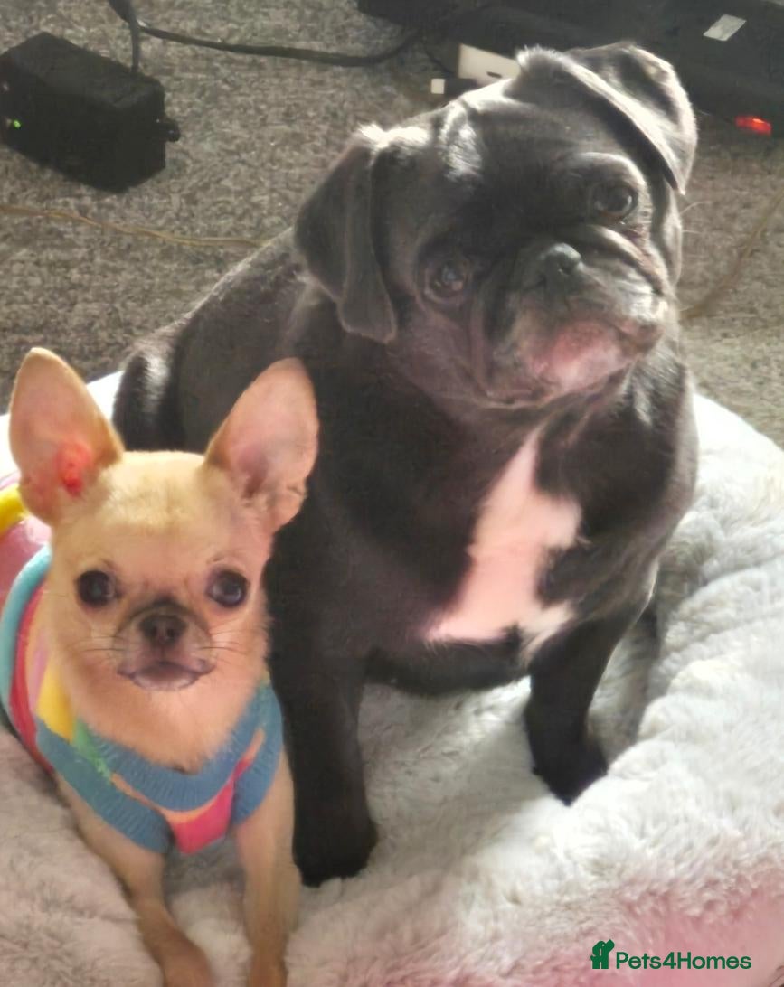Pug dogs F1b Cocker Pug Puppies Boy & Girl - Advert 1