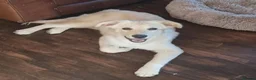 Mixed Breed dogs for adoption: Meet Taffy, currently residing in Buckinghamshire  in Milton Keynes - Advert 1