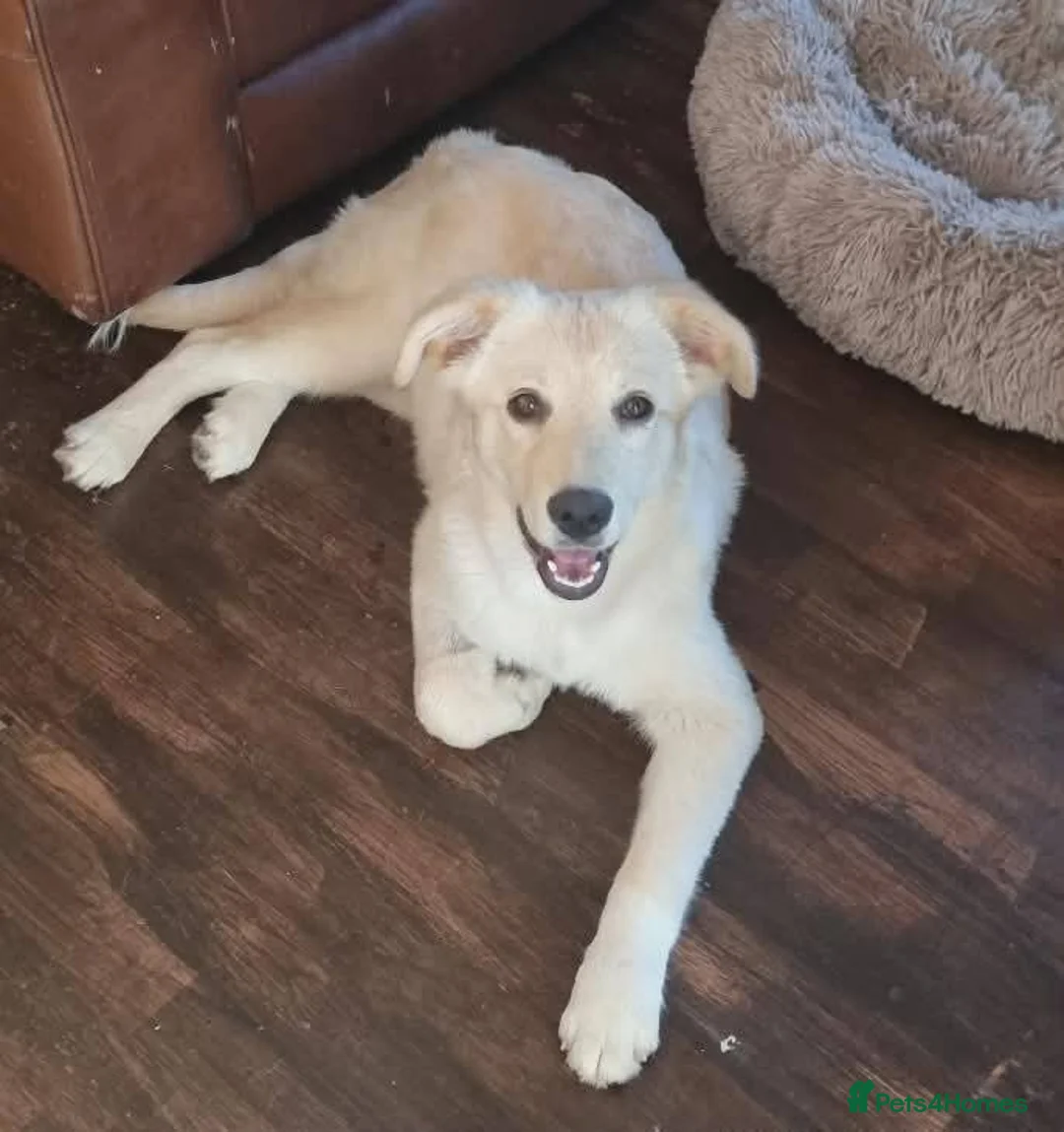 Mixed Breed dogs for adoption: Meet Taffy, currently residing in Buckinghamshire  in Milton Keynes - Advert 1